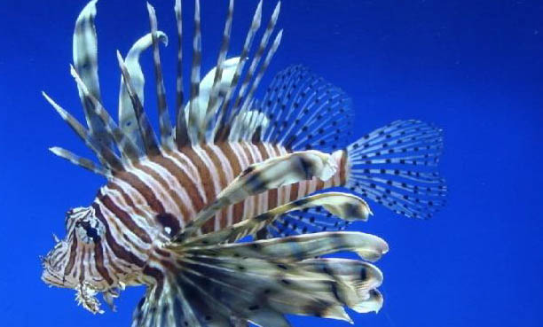 魚(yú)缸漏電對(duì)魚(yú)有影響嗎