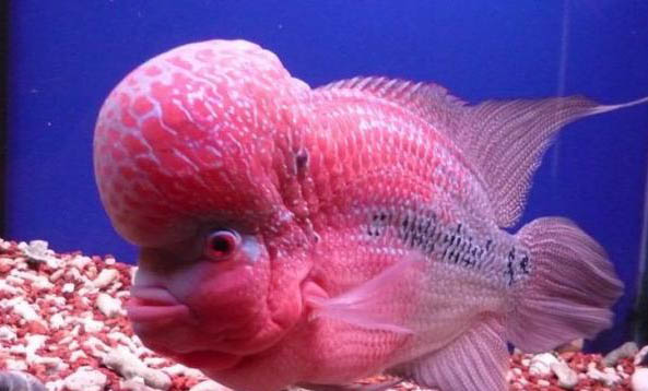 羅漢魚有哪些品種