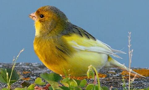 芙蓉鳥屬于保護動物嗎