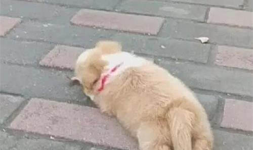 狗腸炎好了可以喝牛奶