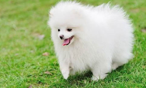 博美犬哪里買