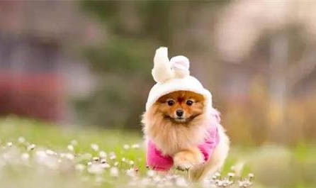 狗狗可以吃西梅嗎?