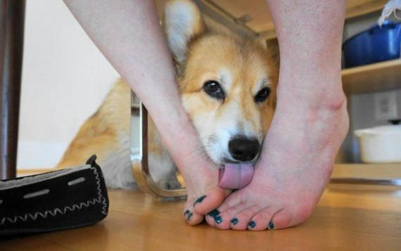 狗狗為什么愛剖腹產呢