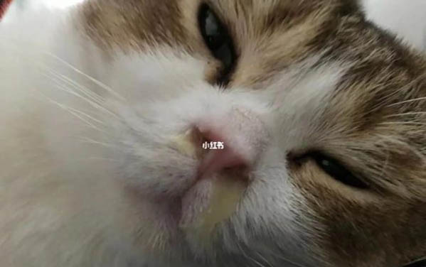 剛到家的小貓一直叫