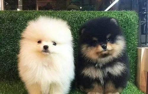 狗狗一天不大便有事嗎