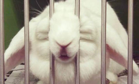 寵物兔子能洗澡嗎