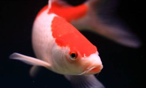 龍魚可以和小型魚一起養嗎