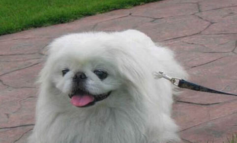 如何讓京巴犬狗適應新的環境