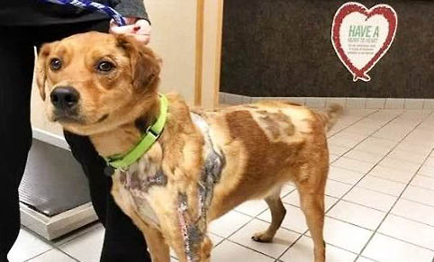 哪種狗不掉毛好養(yǎng)