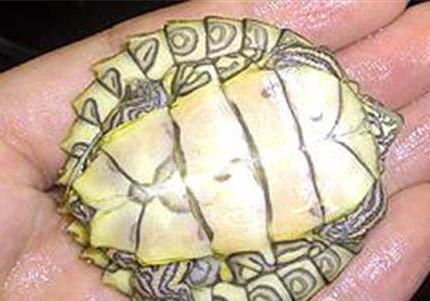 地圖龜冬眠時間