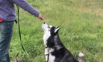 狗狗懷孕能不能吃雞骨頭