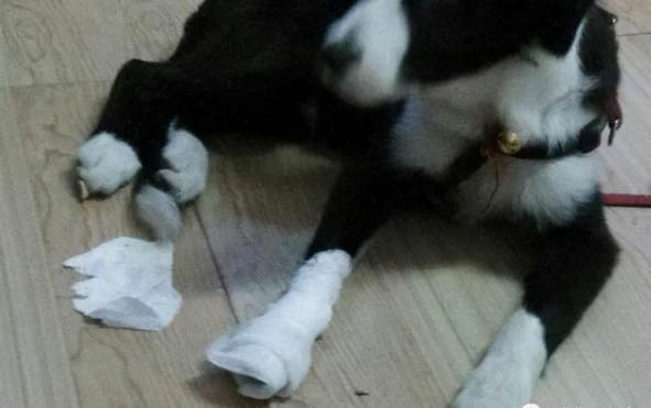 狗狗生病了要怎么做，適當安撫注意衛生還要加強飲食營養