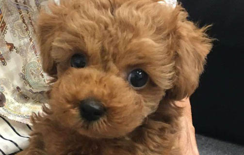 小泰迪吃了毛發一直在干嘔怎么辦