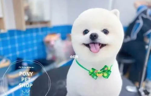 博美記仇嗎？