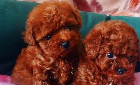 貴賓狗多大才算成年