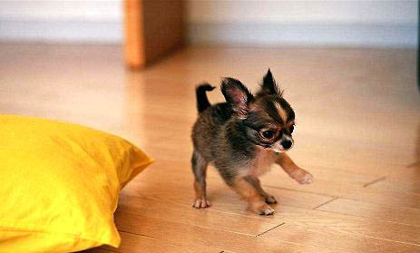 吉娃娃可以吃螃蟹嗎