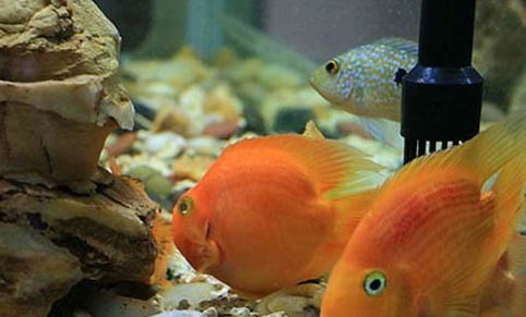 新手怎樣養(yǎng)孔雀魚