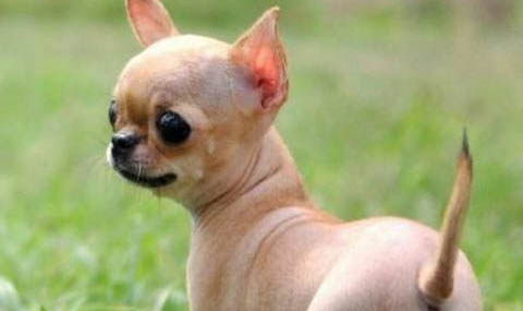 吉娃娃好不好養呢