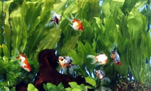 金魚多久換一次水