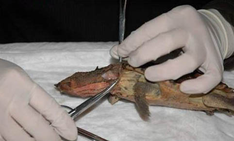 瑪塔龜為什么沒人養(yǎng)