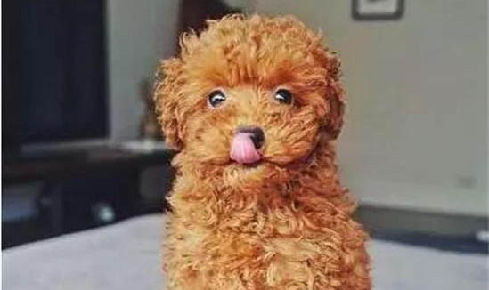 狗狗挑食不吃飯?jiān)趺崔k