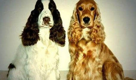 可卡狗的價格可卡狗價格