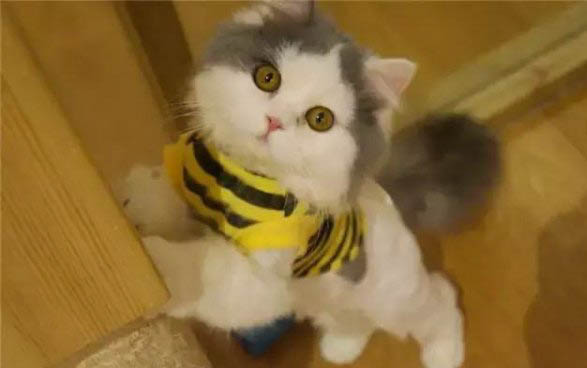 小貓鼻子上有黑垢擦不掉