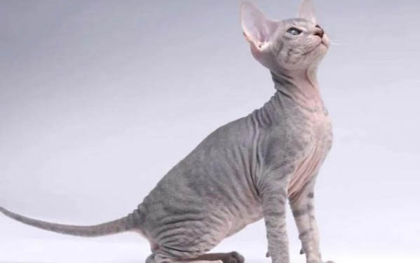 藍眼普通布偶貓多少錢一只