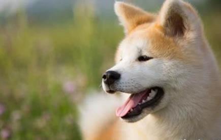 狗狗為什么一直咬自己的腿呢