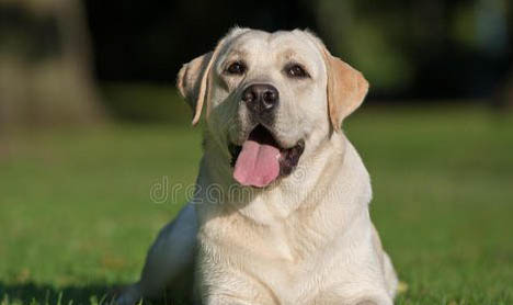 狗狗懷孕一般多久能看出來
