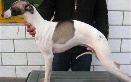 細犬和靈緹的區別圖片