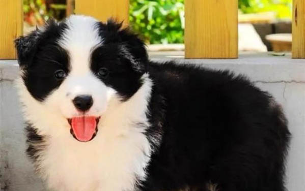 英國古代牧羊犬拉丁名稱