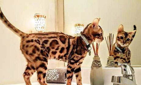 豹貓可以家養嗎？