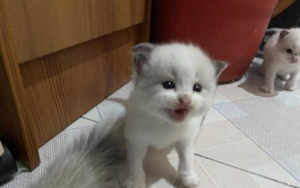 小貓流鼻涕一直不好怎么辦？
