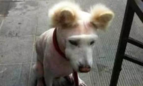 狗狗能吃紙嗎