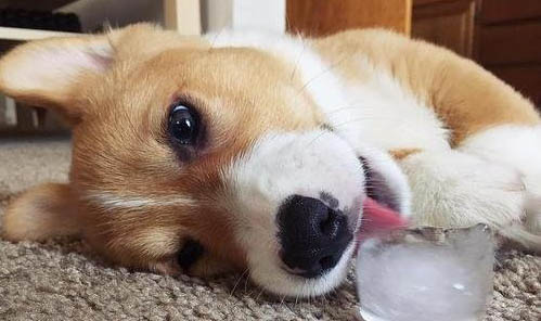 狗狗的種類有哪些?