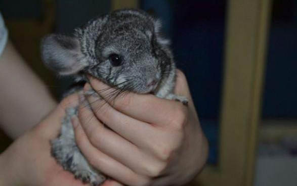 龍貓毛色淡淡的原因及處理方法