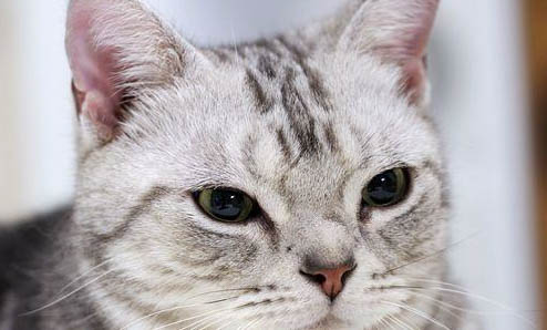 小貓感冒打噴嚏吃什么藥