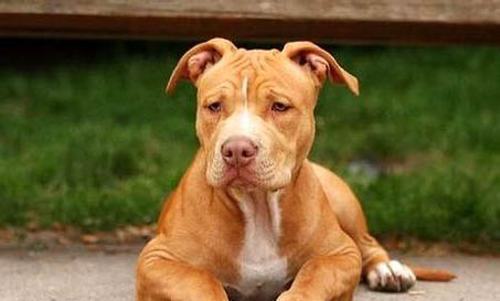 惠比特犬可以看家嗎