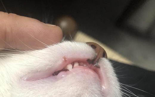 貓咪的后腿無(wú)力走路搖晃