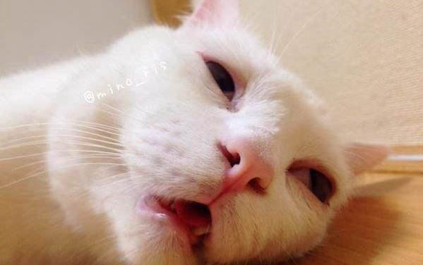 老鷹打得過(guò)貓咪嗎為什么呢