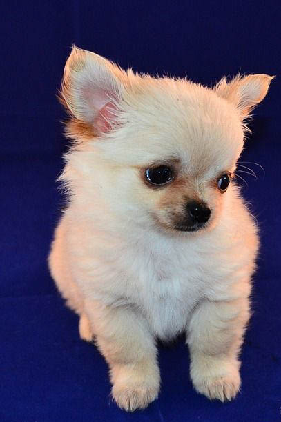 博美犬的優(yōu)缺點(diǎn)有哪些