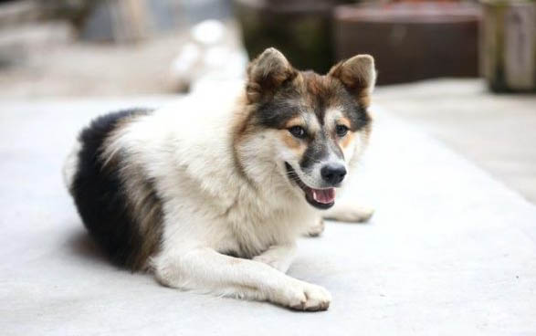 土狗可以人工立耳嗎