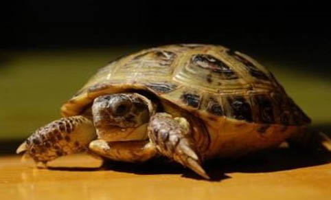 成功飼養寵物龜要注意的三個要點