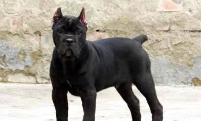 卡斯羅可以認幾個主人