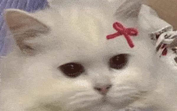 小貓發(fā)燒的癥狀是什么