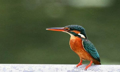 翠鳥為什么養(yǎng)不活