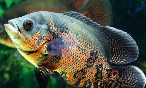 冷水觀賞魚有哪些品種