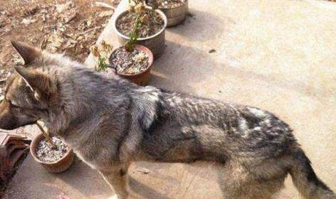 犬瘟好轉跡象有哪些表現