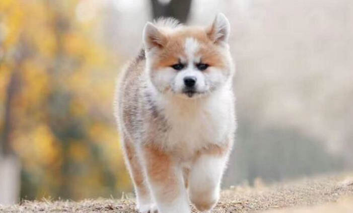 幼犬身上有跳蚤怎么快速去除小妙招